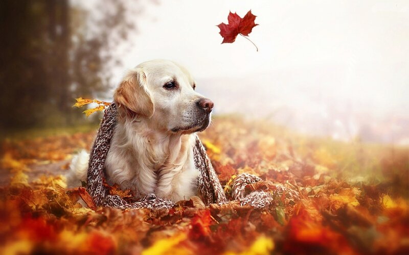 Golden Retriever in Leaves — Red