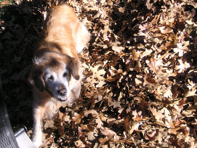Golden Retriever in Leaves