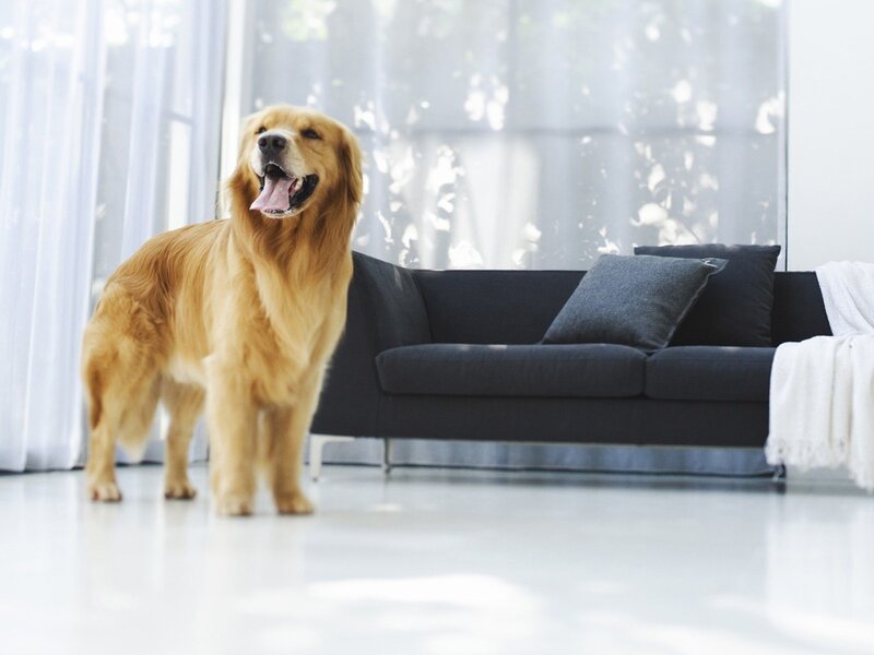 Golden Retriever in Living Room
