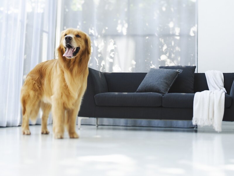 Golden Retriever in Living Room