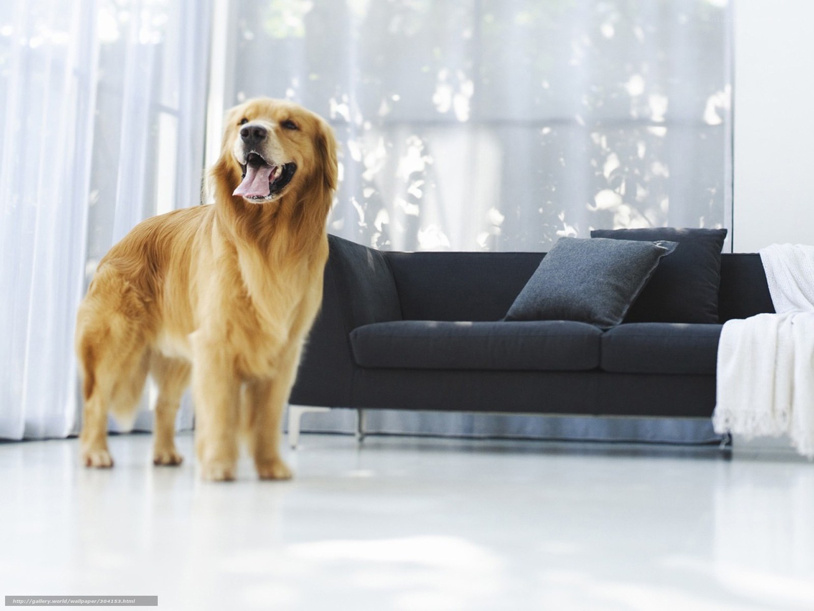 Golden Retriever in Living Room