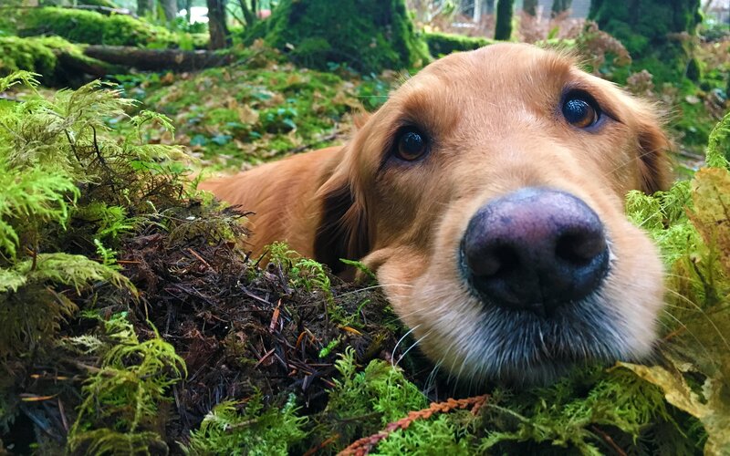 Golden Retriever in Moss