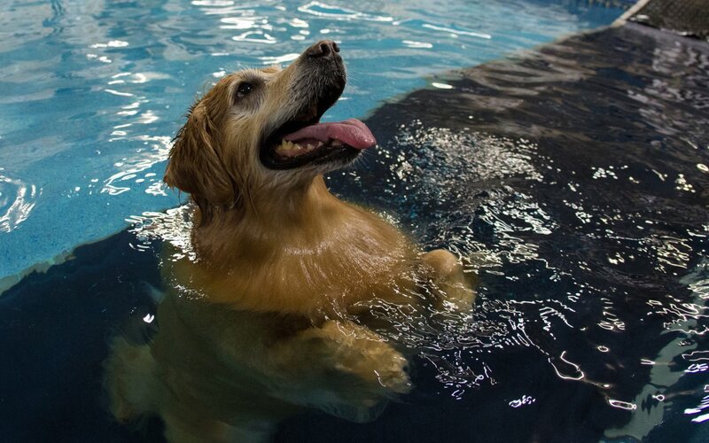 Golden Retriever in Pool — Blue, Active