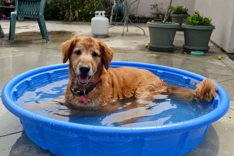 Golden Retriever in Pool — Blue, Relaxed