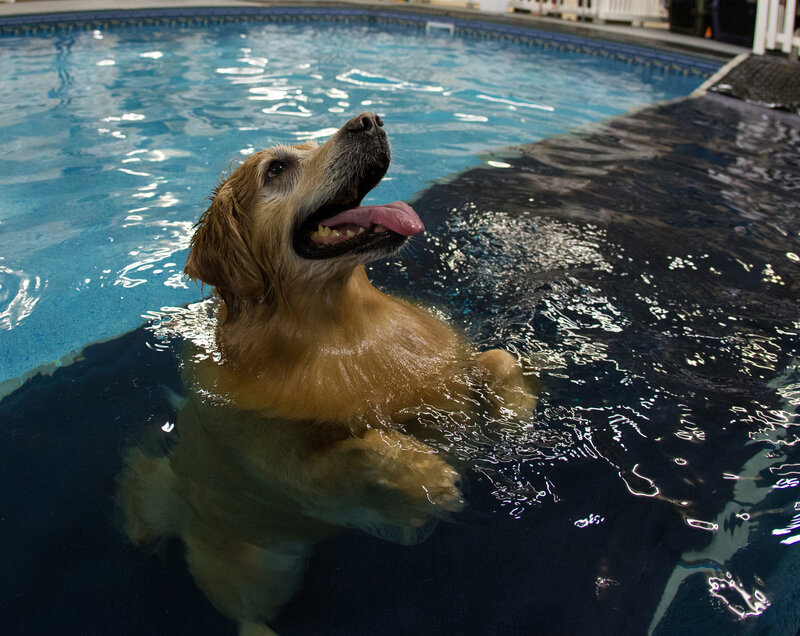 Golden Retriever in Pool — Blue