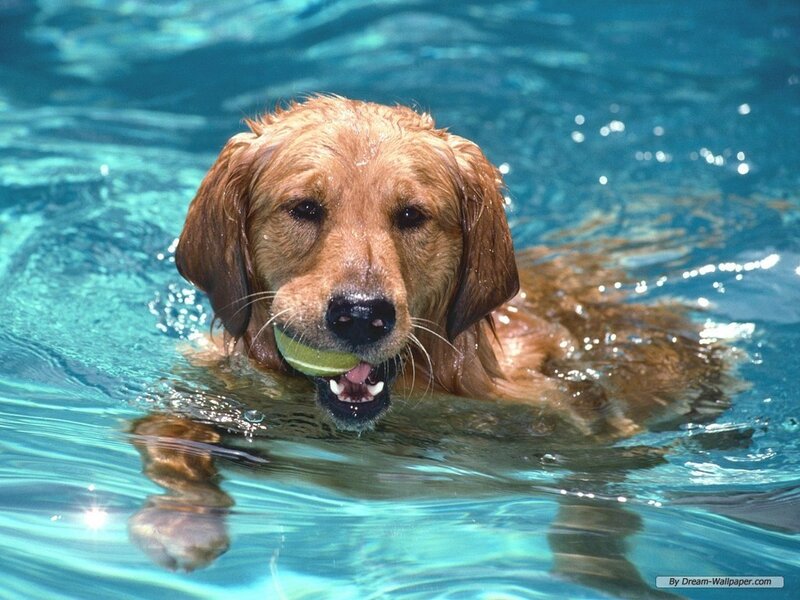 Golden Retriever in Pool
