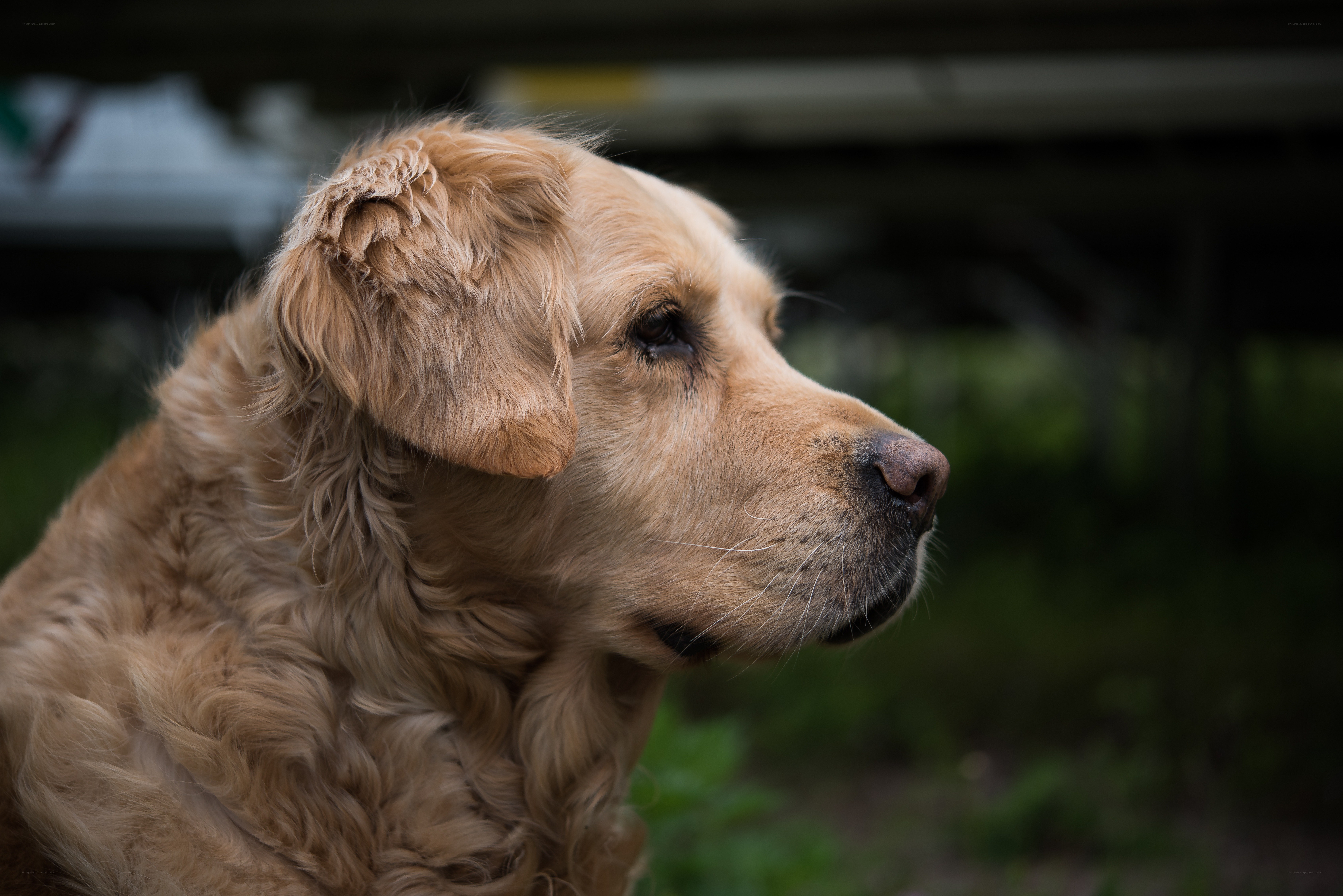 golden retriever in profile
