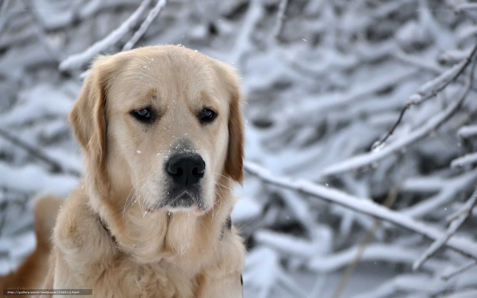Golden Retriever in Snow