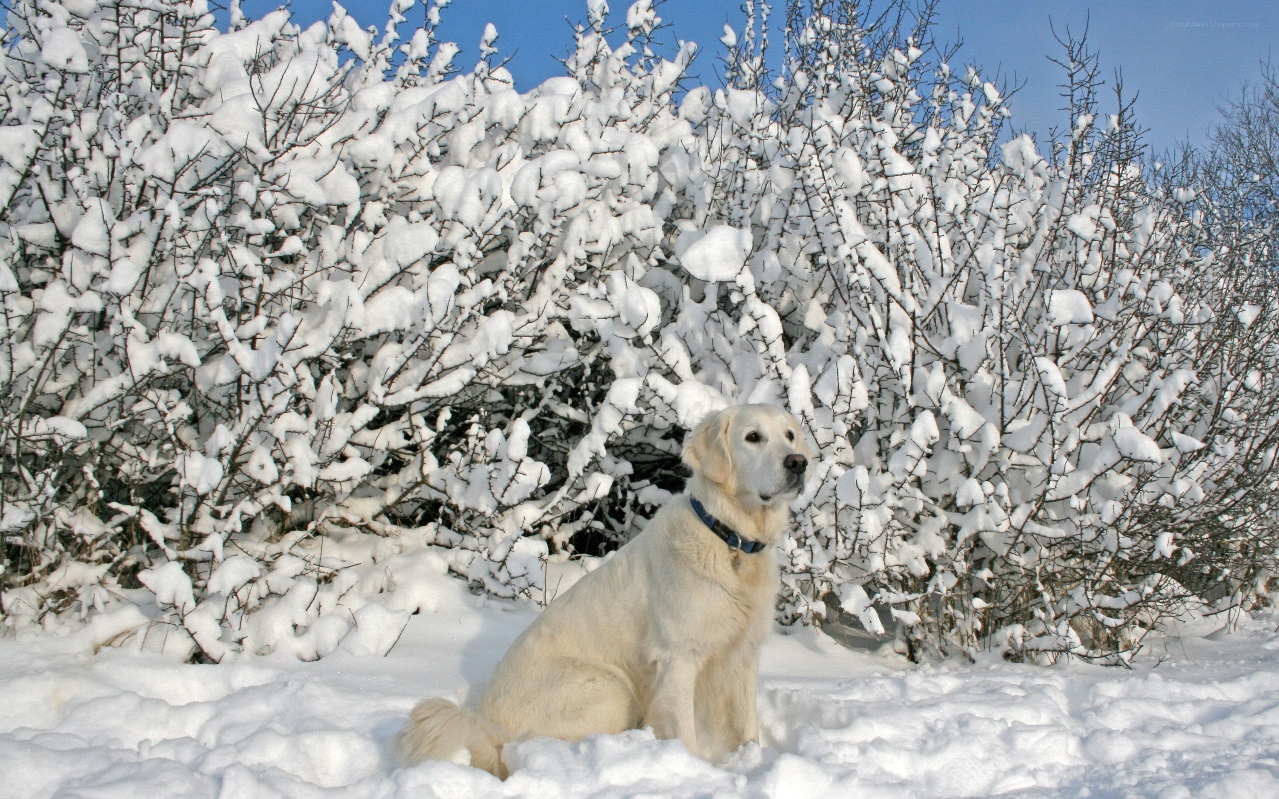 Golden Retriever in Snow