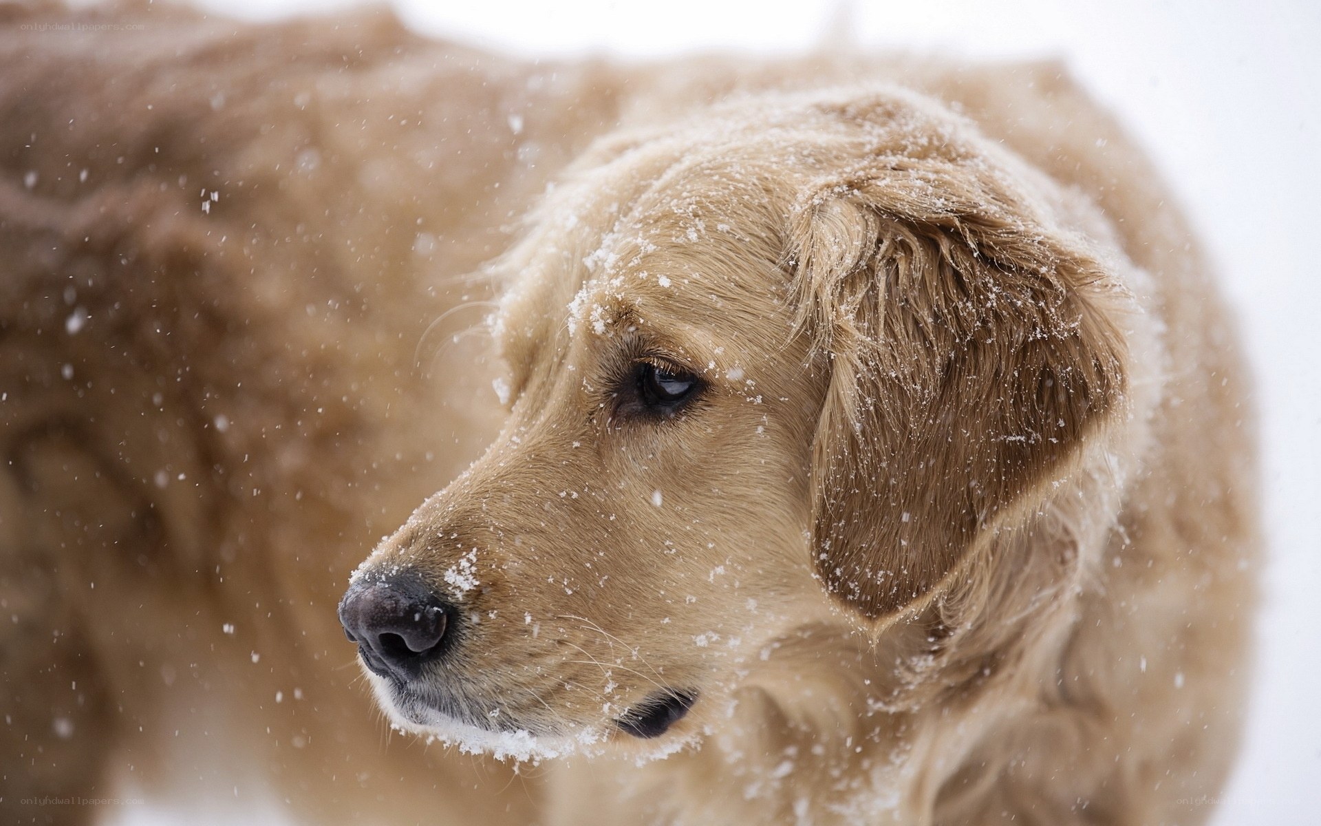 Golden Retriever in Snow