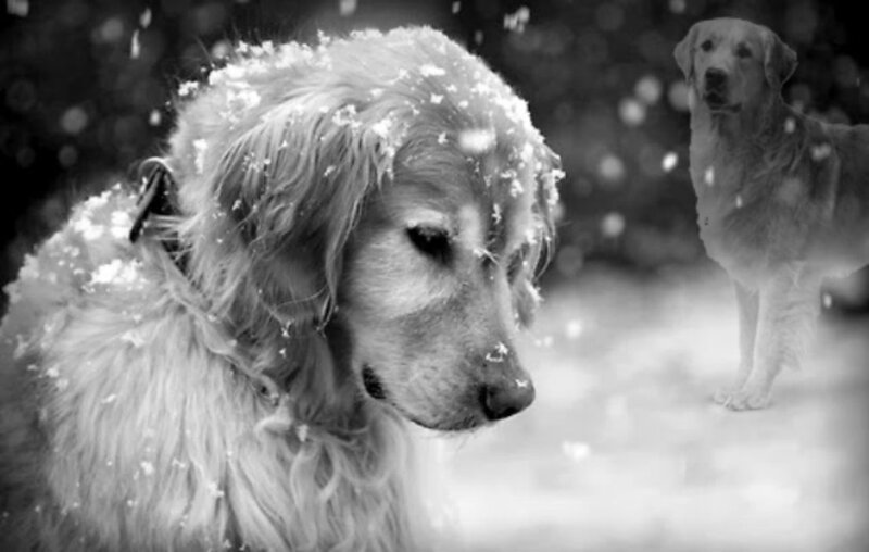 Golden Retriever in Snow — Black