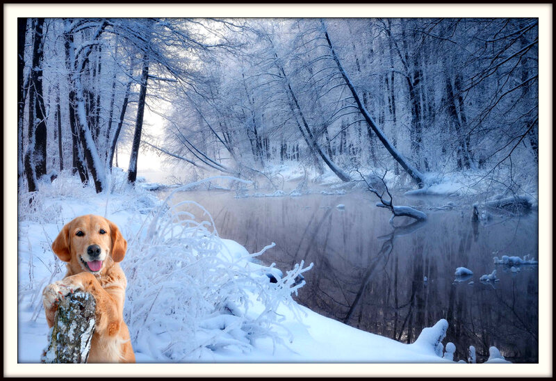Golden Retriever in Snow — Blue