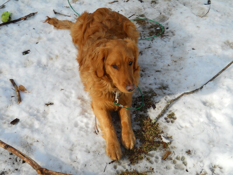 Golden Retriever in Snow — Brown, Calm