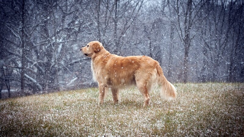 Golden Retriever in Snow — Brown, Calm, Winter, Photograph, Grass, Trees