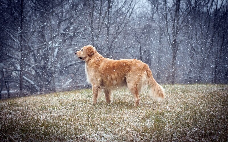 Golden Retriever in Snow — Brown, Calm, Winter, Photograph, Grass, Trees, White, Gray