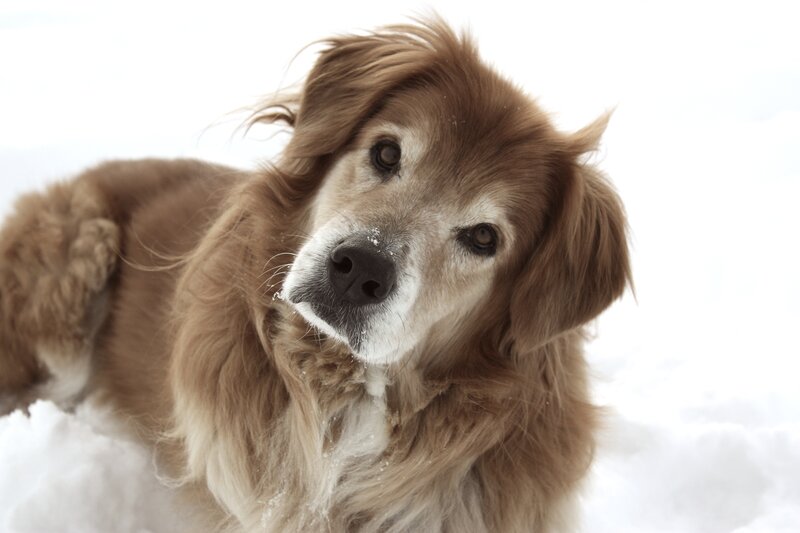 Golden Retriever in Snow — Brown, Calm, Winter, Photograph