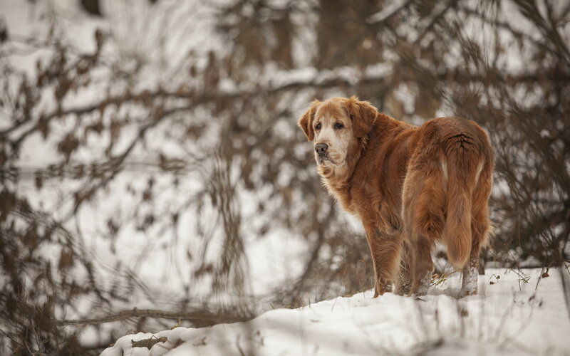 Golden Retriever in Snow — Brown, Calm, Winter, Photograph, Trees