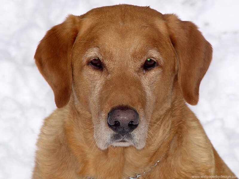 Golden Retriever in Snow — Brown, Calm, Winter