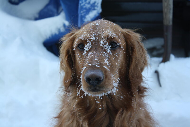 Golden Retriever in Snow — Brown, Cold