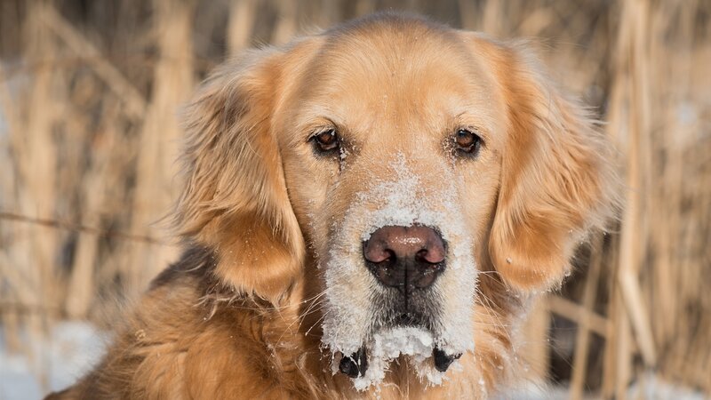 Golden Retriever in Snow — Brown, Cold, Winter
