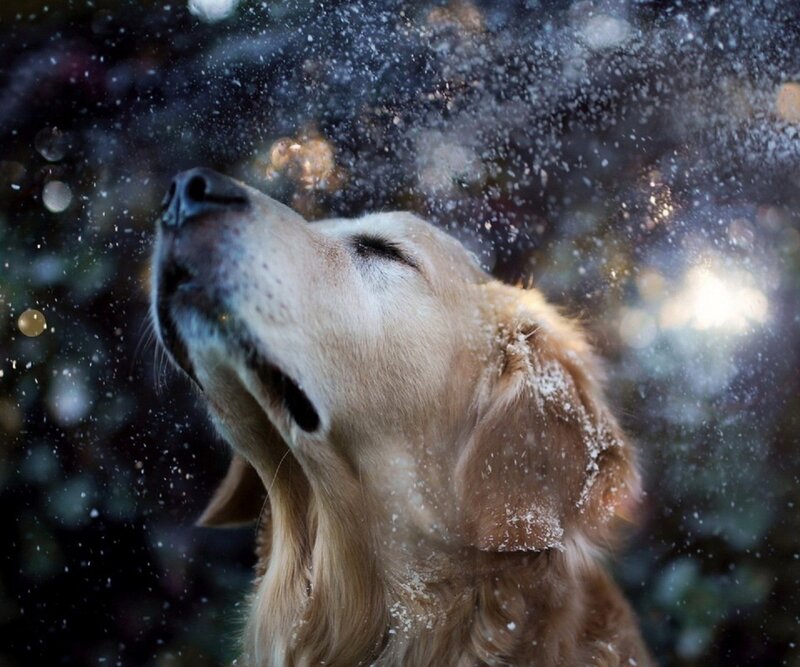Golden Retriever in Snow — Brown, Peaceful