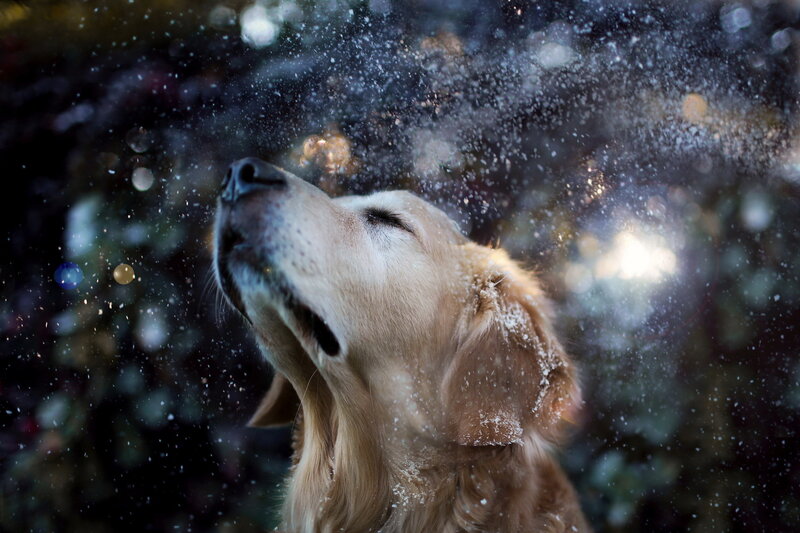 Golden Retriever in Snow — Brown, Serene