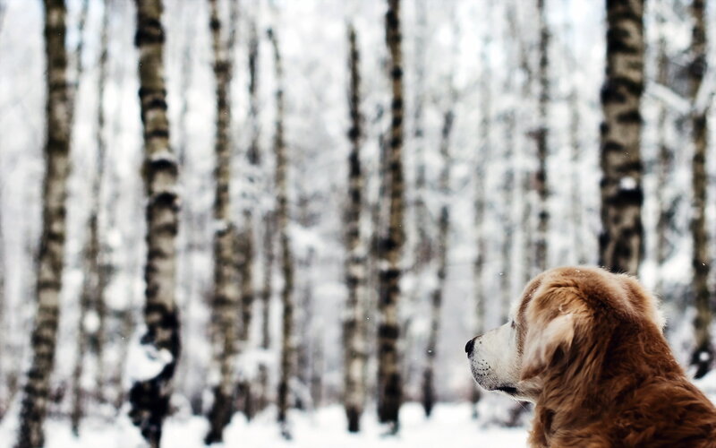 Golden Retriever in Snow — Brown, Serene, Winter