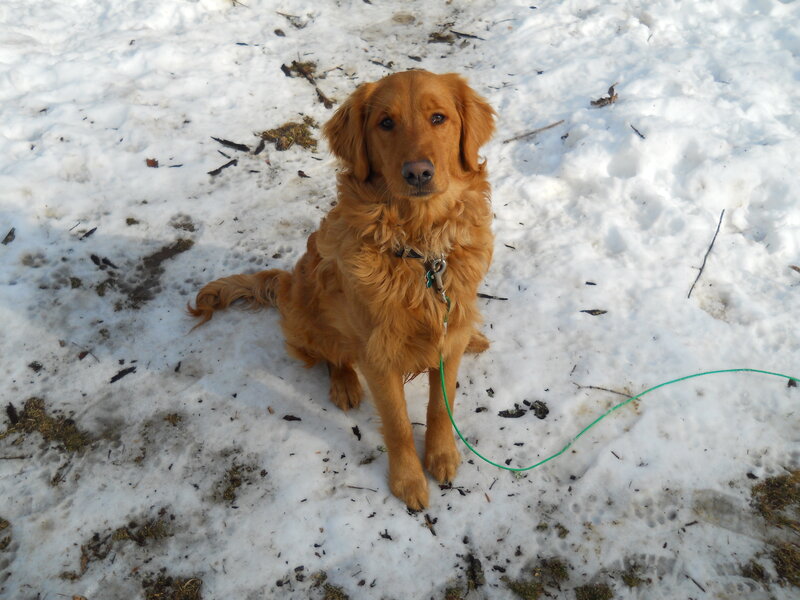 Golden Retriever in Snow — Brown