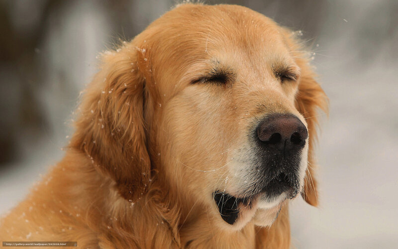 Golden Retriever in Snow — Gold, Calm