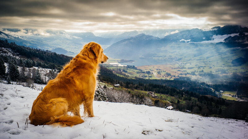 Golden Retriever in Snow — Gold