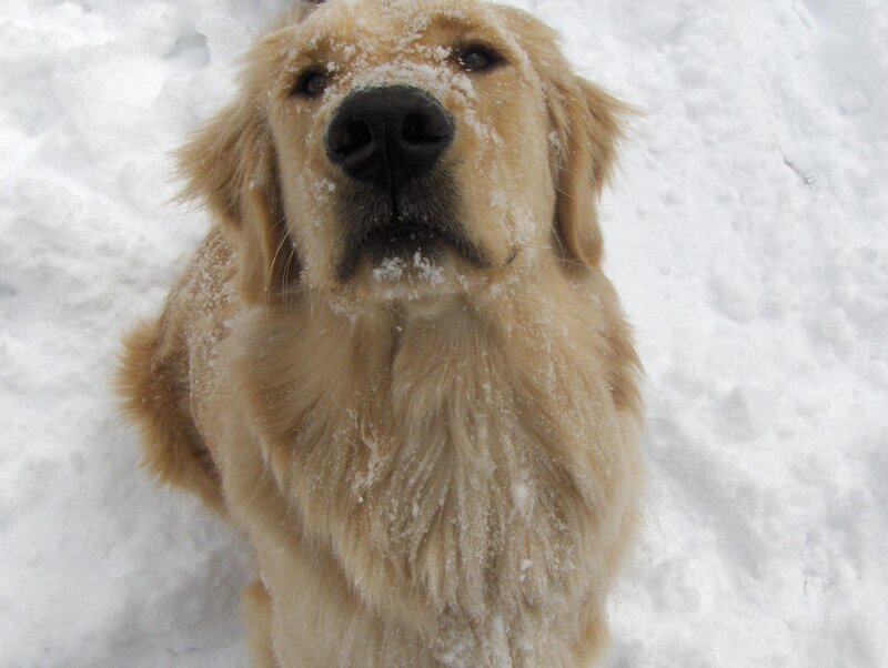 Golden Retriever in Snow — Photograph