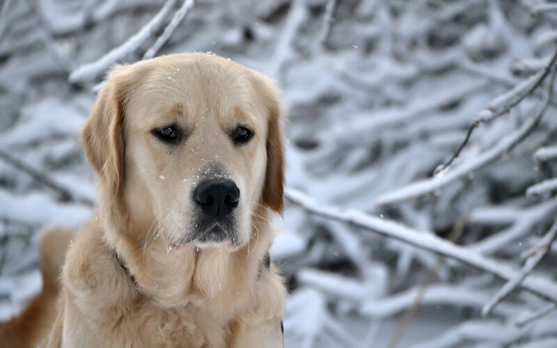 Golden Retriever in Snow
