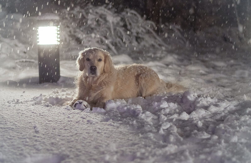 Golden Retriever in Snow — White, Calm, Night