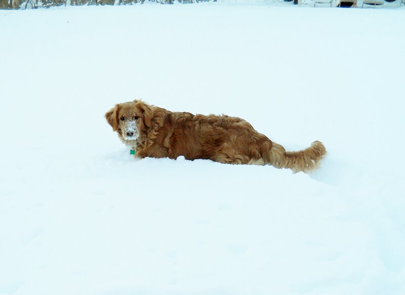 Golden Retriever in Snow — White, Calm