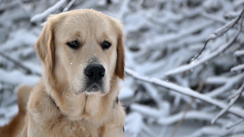 Golden Retriever in Snow — White, Calm, Winter, Photograph, Branches