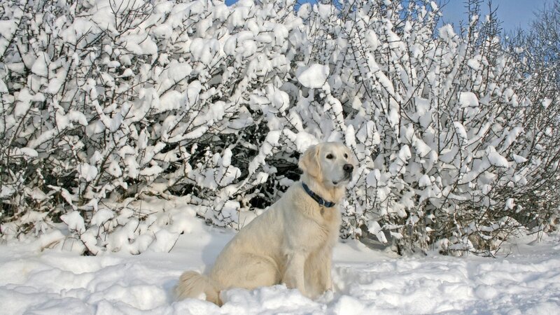 Golden Retriever in Snow — White, Calm, Winter, Photograph, Bushes, Sky