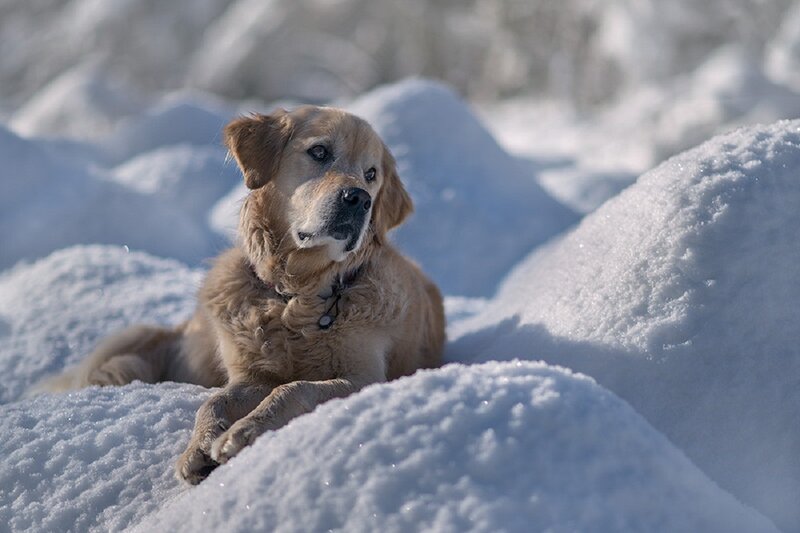 Golden Retriever in Snow — White, Calm, Winter, Photograph, Collar