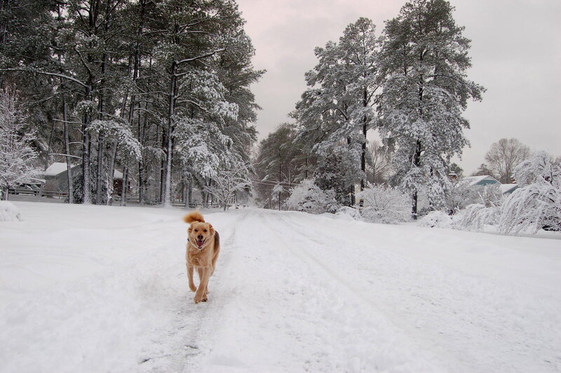 Golden Retriever in Snow — White, Calm, Winter, Photograph, Snow-covered Trees