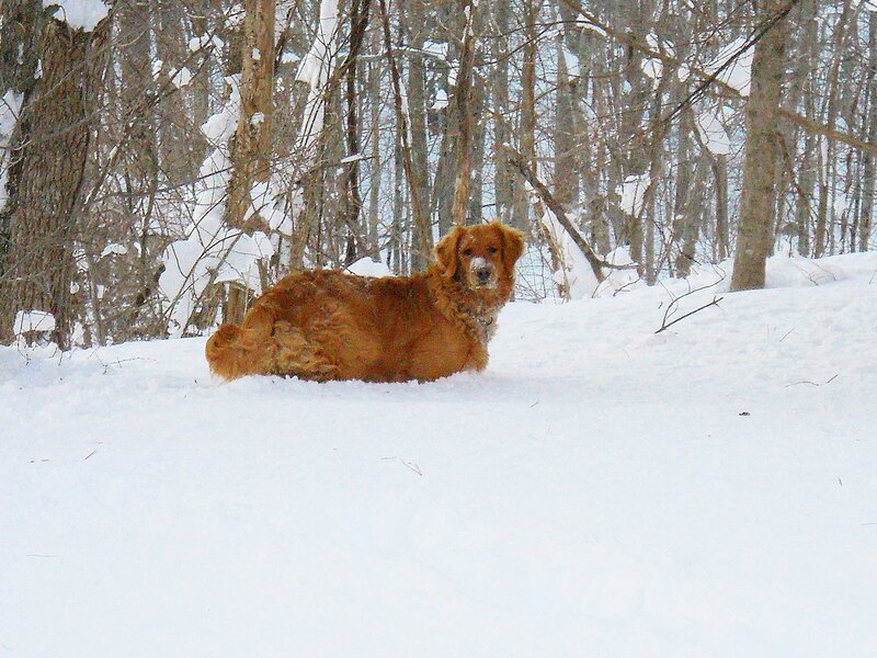 Golden Retriever in Snow — White, Calm, Winter, Photograph