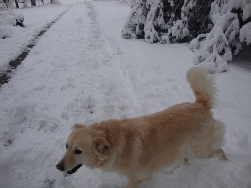 Golden Retriever in Snow — White, Calm, Winter, Photograph, Trees