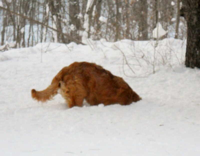 Golden Retriever in Snow — White, Calm, Winter