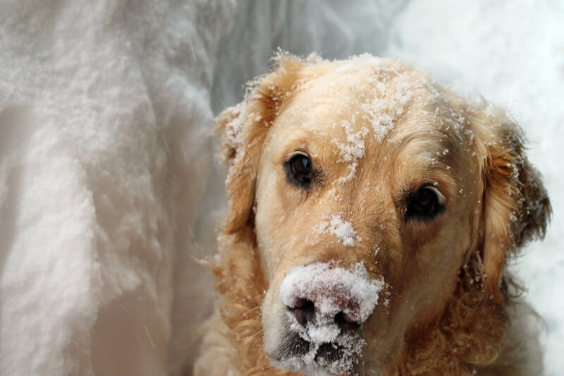 Golden Retriever in Snow — White, Cold