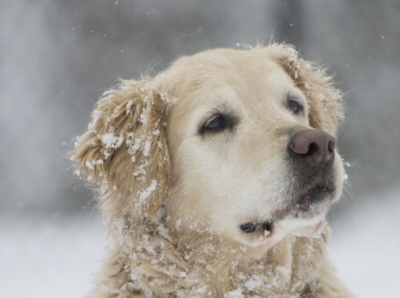 Golden Retriever in Snow — White, Cold, Winter