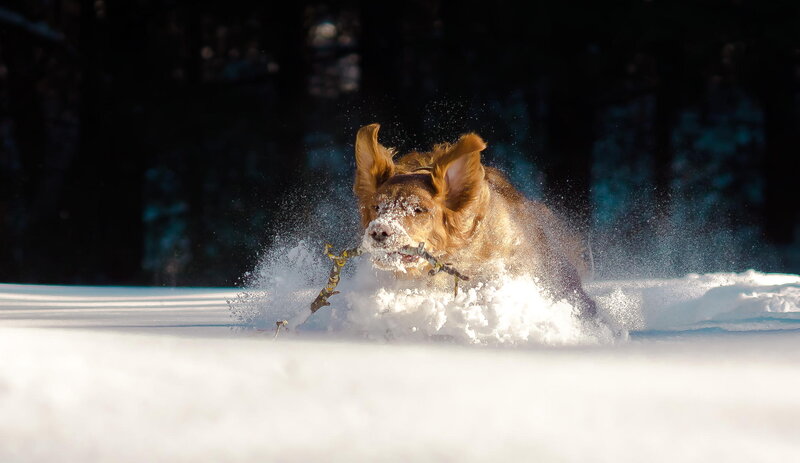 Golden Retriever in Snow — White, Dynamic