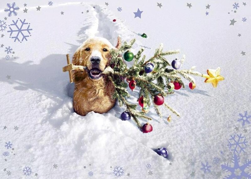 Golden Retriever in Snow — White, Festive