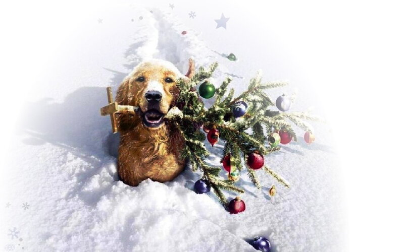 Golden Retriever in Snow — White, Festive, Winter