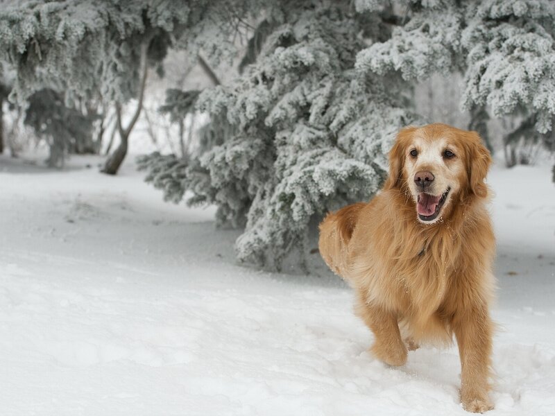 Golden Retriever in Snow — White, Playful