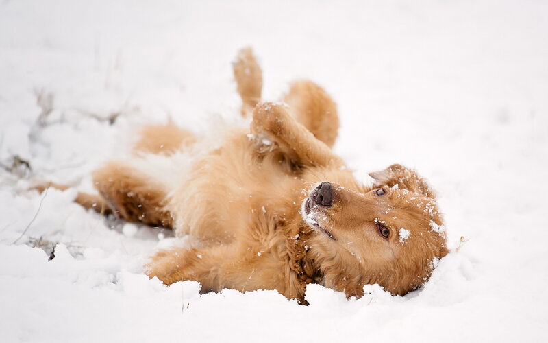 Golden Retriever in Snow — White, Playful, Winter, Photograph
