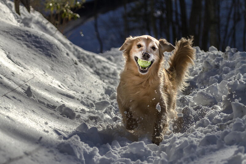 Golden Retriever in Snow — White, Playful, Winter