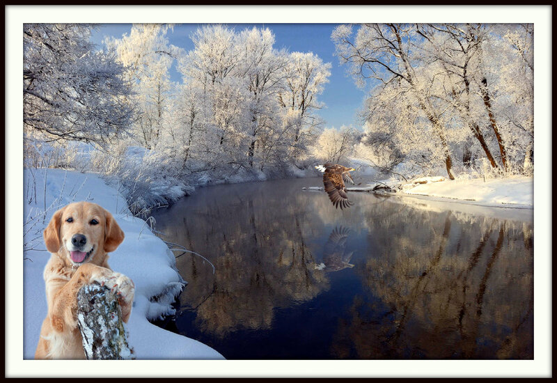 Golden Retriever in Snow — White, Serene